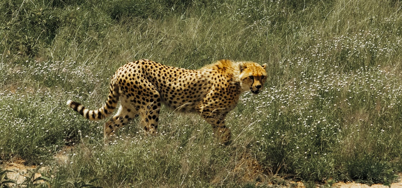 5 Days / 4 Nights Manyara / Serengeti / Ngorongoro