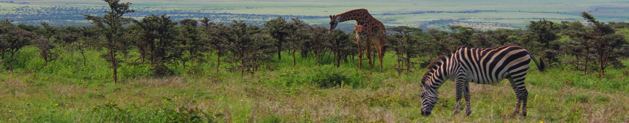 5 Days / 4 Nights Manyara / Serengeti / Ngorongoro