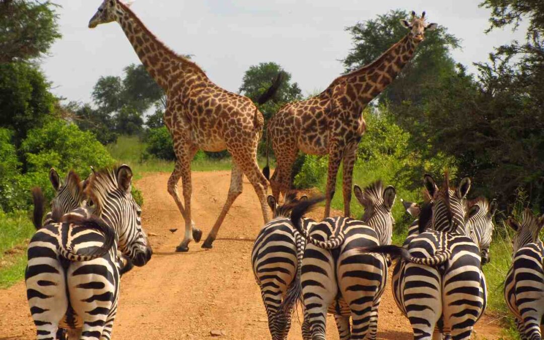 Safaris in Tanzania – A Guide to the Animals