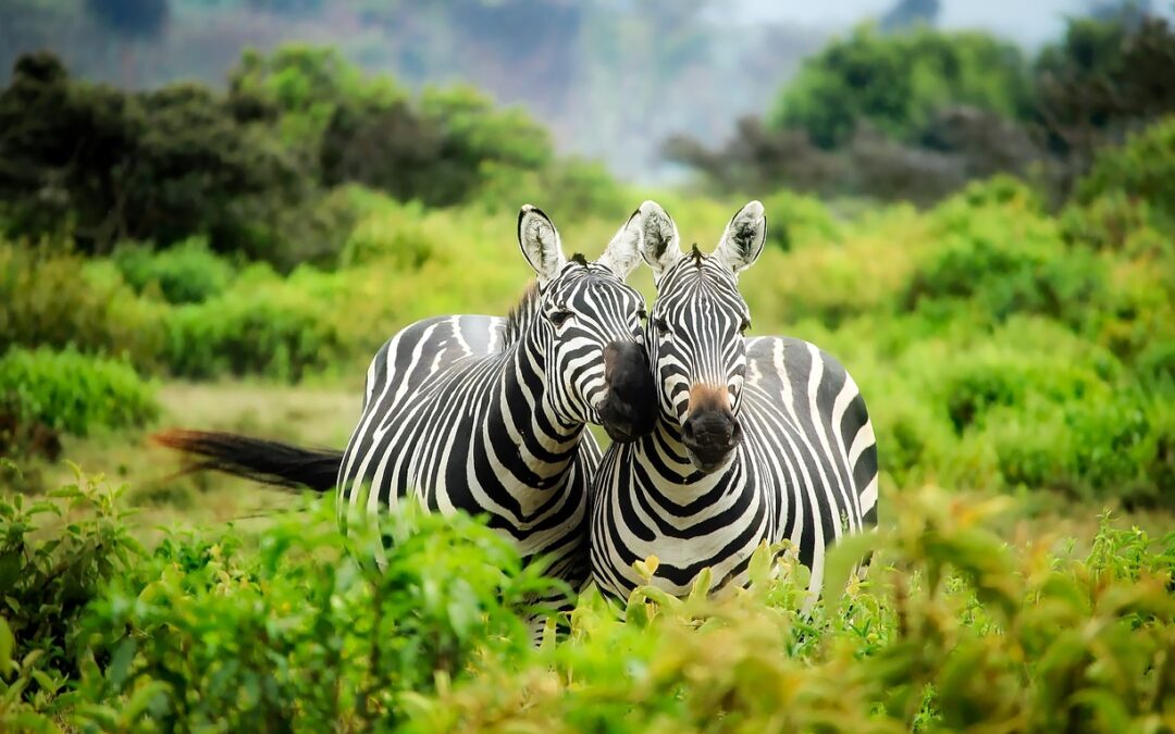 Kenya vs Tanzania – Which is the Best Country to Visit?