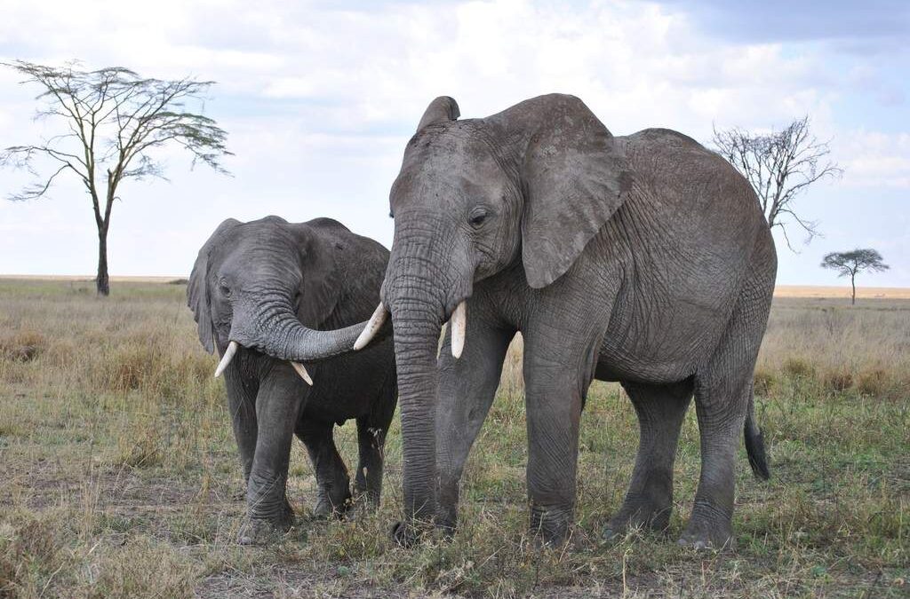 A Quick Guide to National Parks in Tanzania