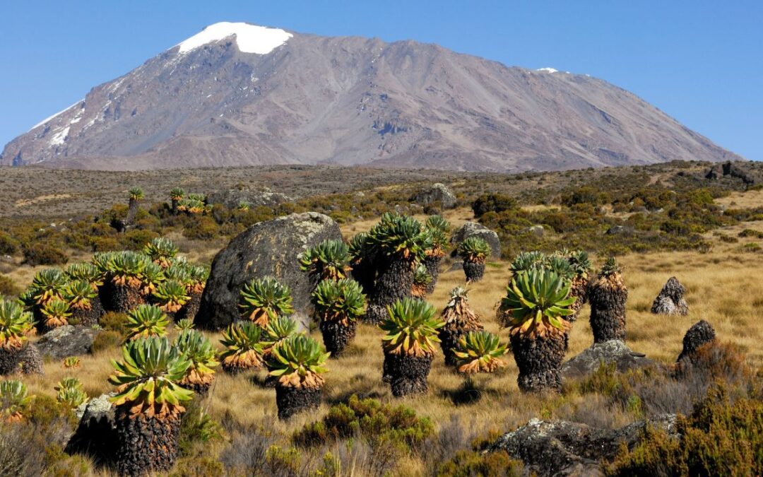 Climbing Kilimanjaro Without A Guide: Is That Even Possible?