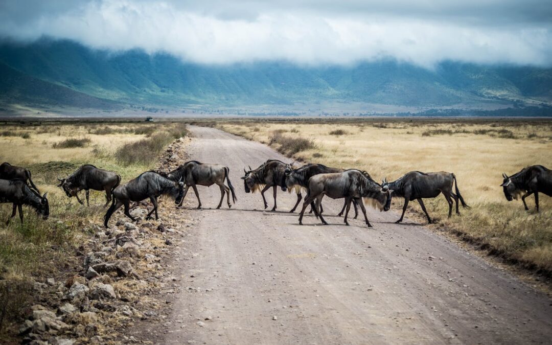 Top 20 Places to Experience the Great Wildebeest Migration in Africa