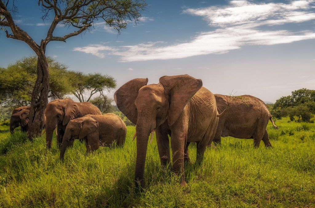 national park tanzania