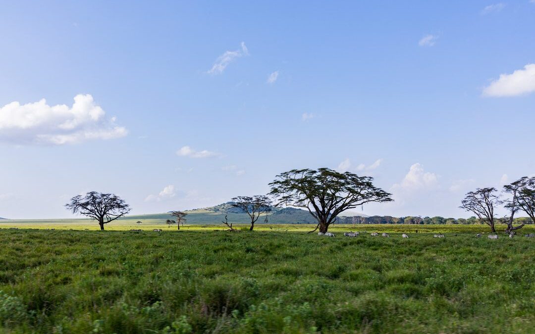 Beyond the Wildebeest: Unforgettable Adventures in Kenya & Tanzania