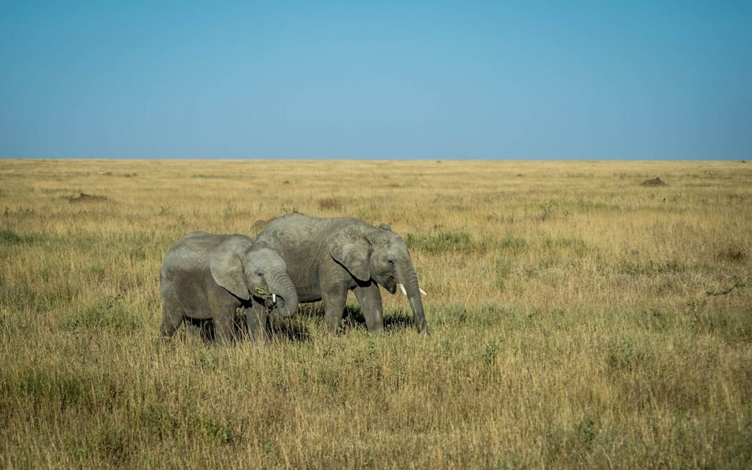 Too Many Options, Too Little Time: 10 Best Tanzania Safari Tour Packages