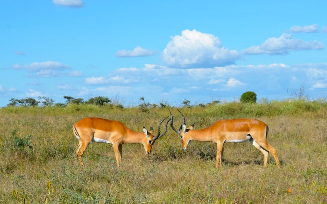 Best Time to Visit Kenya (Month by Month Guide)