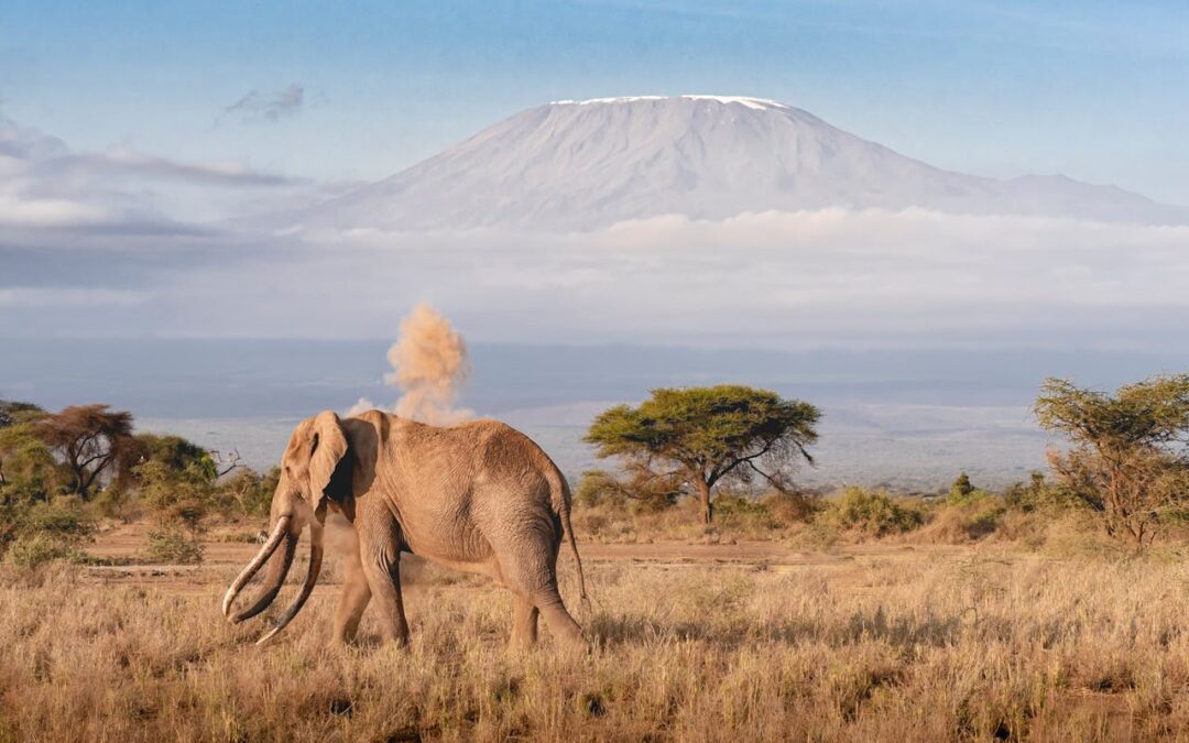 The 5 Thing You Must Do to Make it up Kilimanjaro