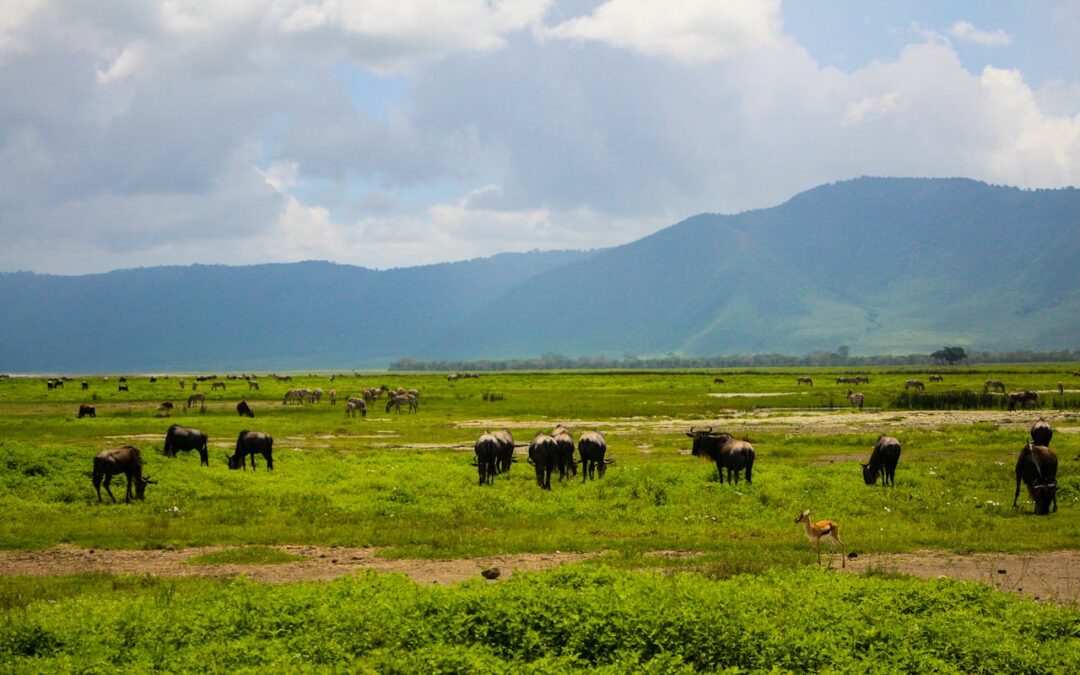 The Hidden Gems of Tanzania: Top 5 Lesser Known Safari Spots in the Country