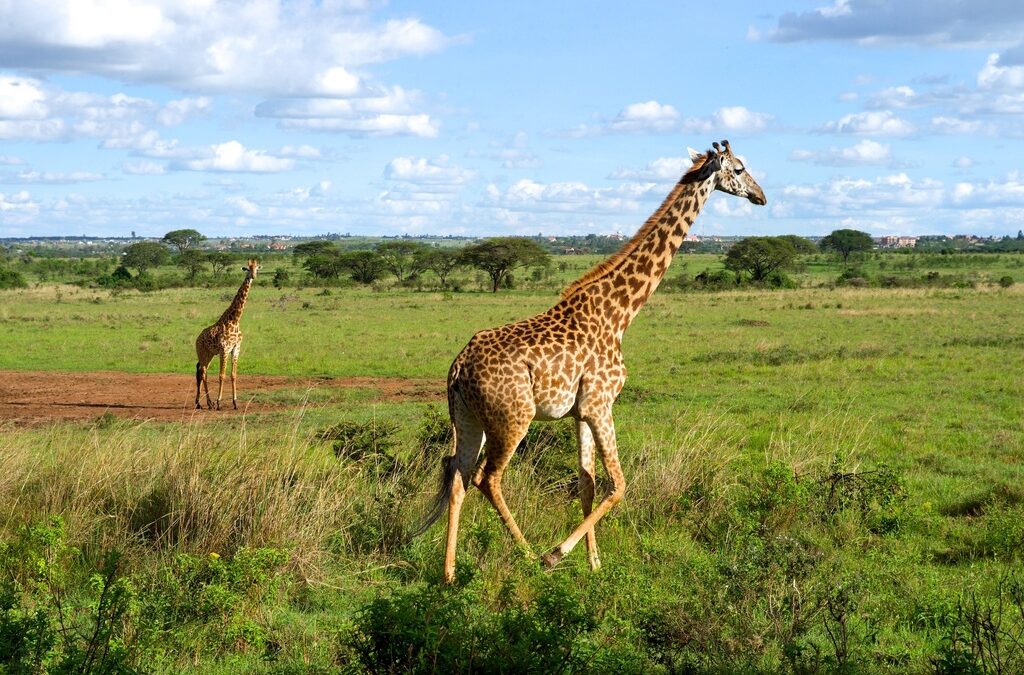 In the Lap of Nature: A Guide to Nairobi National Park